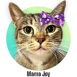 Thumbnail photo of Mama Joy #1