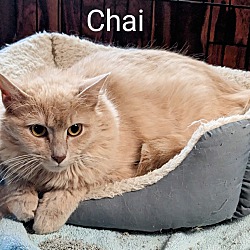 Thumbnail photo of Chai #1