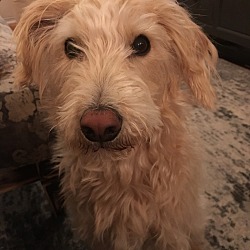 Photo of Teddy