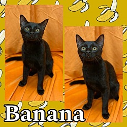 Photo of Banana