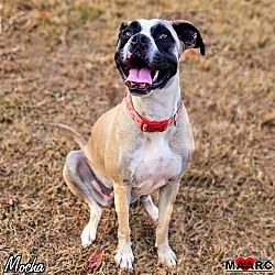 Photo of Mocha