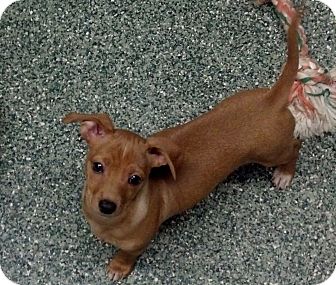 dachshund and miniature pinscher