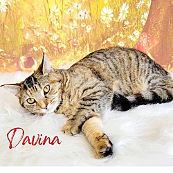 Thumbnail photo of Davina #1