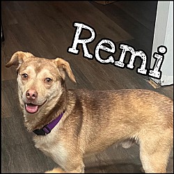 Thumbnail photo of Remi #3