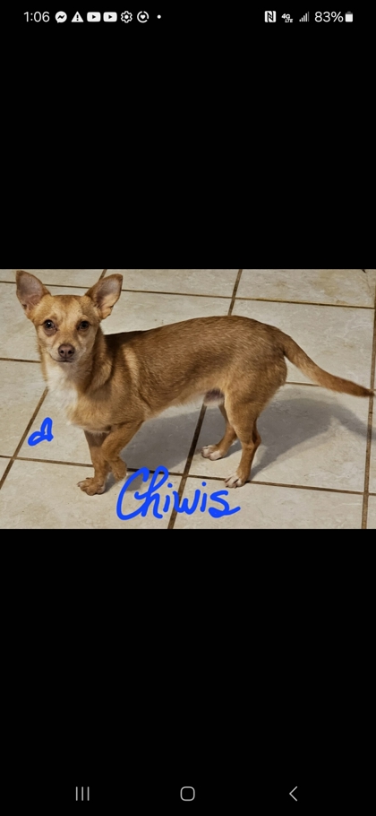 Thumbnail photo of Chiwis #3