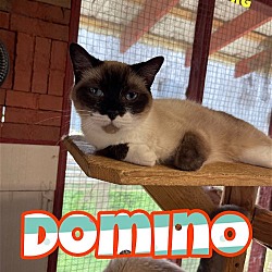 Thumbnail photo of Domino #2