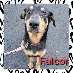 Photo of Falcor