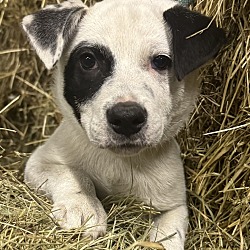 Thumbnail photo of Hayride Herman #1