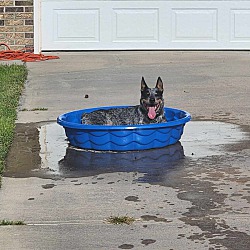 Thumbnail photo of Dexter - adorable Cattle Dog! #3