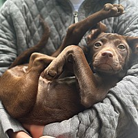 adopt a pet