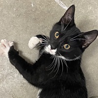 adopt a pet