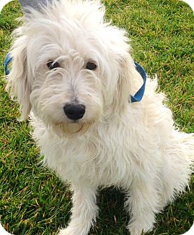 goldendoodle wheaten terrier mix