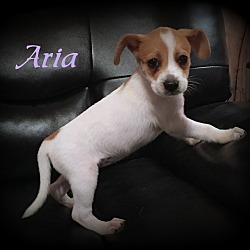 Thumbnail photo of Aria #1