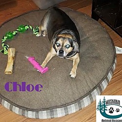 Thumbnail photo of Chloe -Adopted December 2016 #2