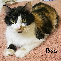 Photo of Bea