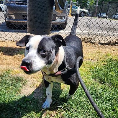 Philadelphia, PA - Mixed Breed (Small). Meet Guajino a Pet for Adoption ...