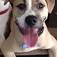adopt a pet