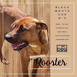 Thumbnail photo of Rooster #1