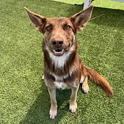 Photo of Clover - MEGA friendly girl, good with other dogs!