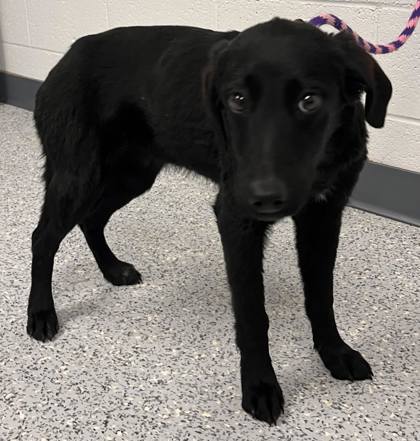 Caldwell, ID - Labrador Retriever. Meet Tissaia a Pet for Adoption ...