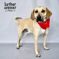 Photo of LUTHER