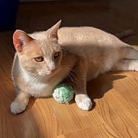 adopt a pet