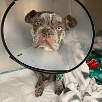 adopt-pet