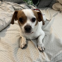 adopt-pet