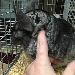 Thumbnail photo of 6-7 year old grey F chinchilla #3