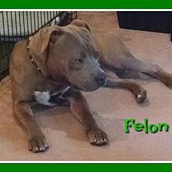 Thumbnail photo of Felon #3