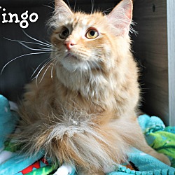 Thumbnail photo of Jingo #3