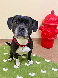 dog fire hydrant petsmart