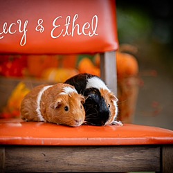 Thumbnail photo of Lucy & Ethel #2