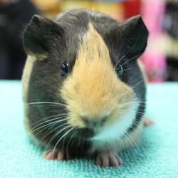 Thumbnail photo of Guinea Pigs #2