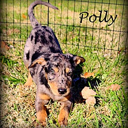 Thumbnail photo of Polly~adopted! #1