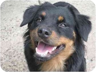 cavalier king charles spaniel rottweiler mix