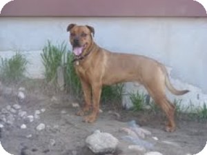 american pitbull terrier rottweiler mix zeus adopted dog saskatoon sk pit bull terrier rottweiler mix american pitbull terrier rottweiler mix zeus adopted dog saskatoon sk pit bull terrier rottweiler mix
