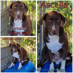 Thumbnail photo of Ascella #2
