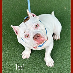 Thumbnail photo of TED #4
