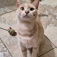 adopt-pet