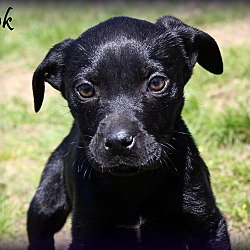 Thumbnail photo of Fink~adopted! #4