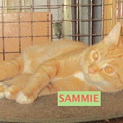 Thumbnail photo of Sammie-adopted 7-27-19 #1