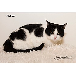 Thumbnail photo of Robbie*LAP CAT!!!! #1
