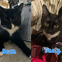 Thumbnail photo of Bean (m) and Dusty (m) #3
