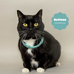 Thumbnail photo of BUTTONS -Super Senior needs U! #2