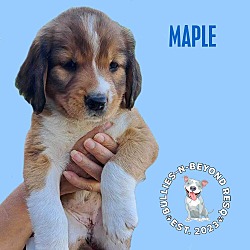 Photo of Brunch Litter: Maple - NO LONGER ACCEPTING APPLICATIONS