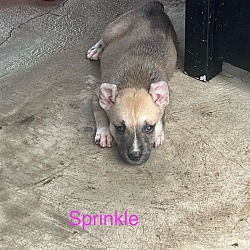 Thumbnail photo of Sprinkle #3