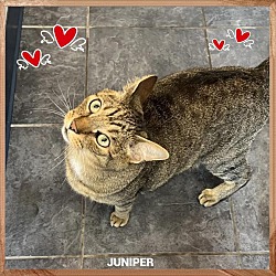 Thumbnail photo of Juniper #1