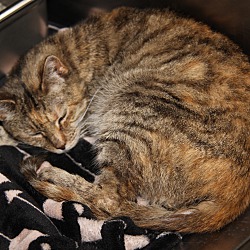 Thumbnail photo of Stripes (Spayed/Combo Tested) #3