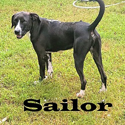 Photo of Sailor
